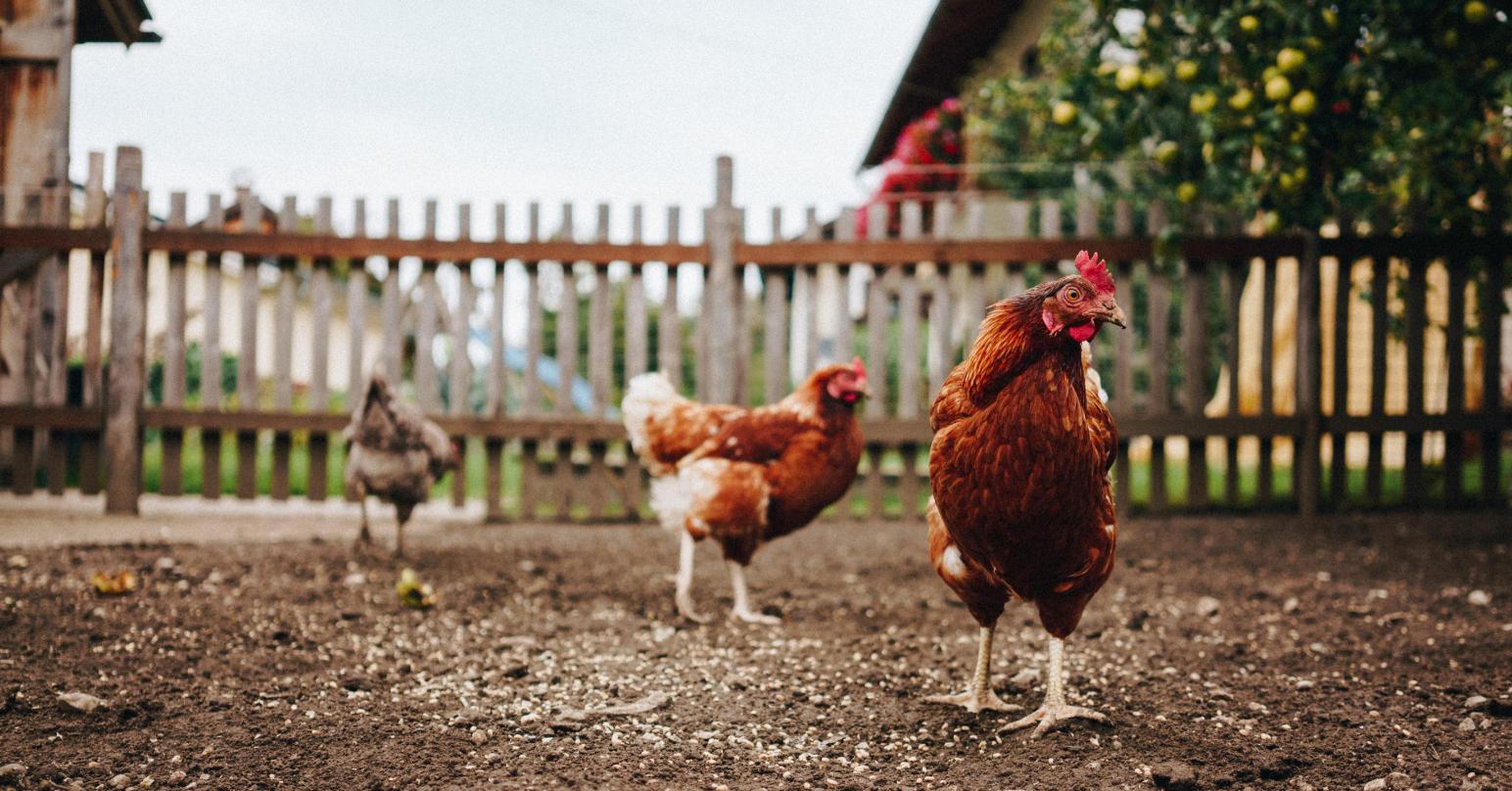 farm & home - chickens free range