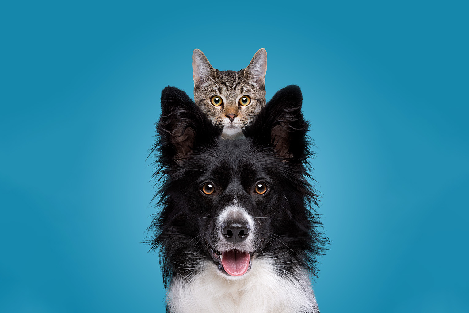 Year-End Pet Industry Overview Webinar