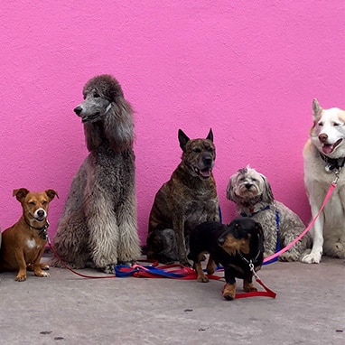 Pet surveys, Unbiased reports, and events from top market research company