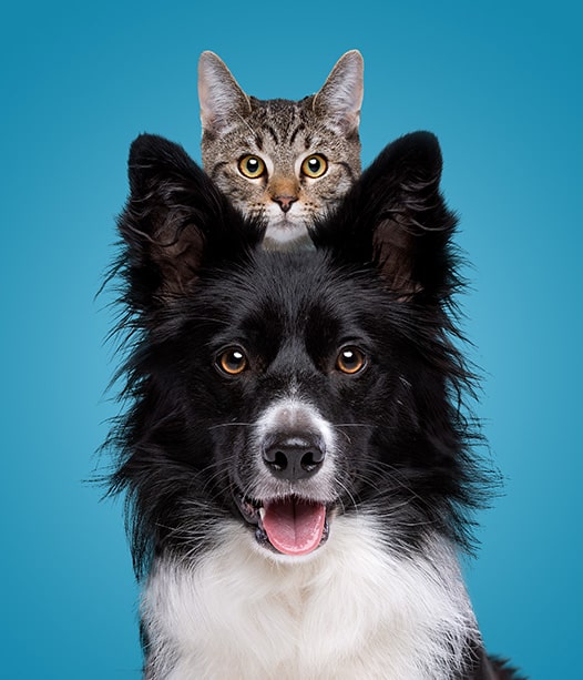 Dog and Cat - Pet Industry Market Research Reports - Trends & Analysis - CRC