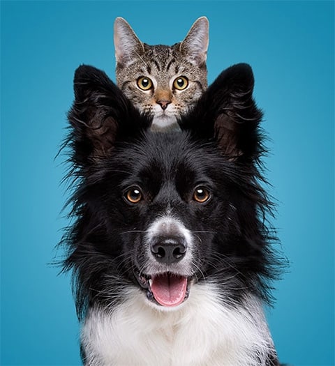 Dog and Cat - Pet Industry Market Research Reports - Trends & Analysis - CRC