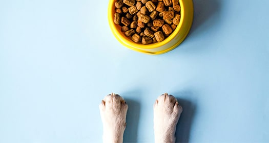 pet consumer surveys - market trends - dog food bowl - crc