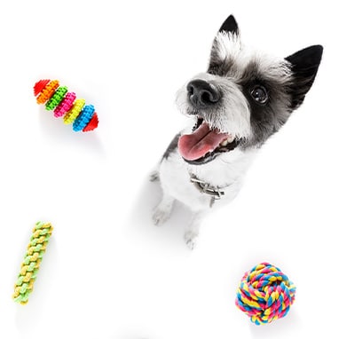 dog with toys - pet insights council - crc tile