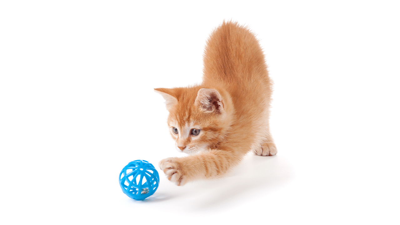 cat with toy - takeaways from global pet expo - crc