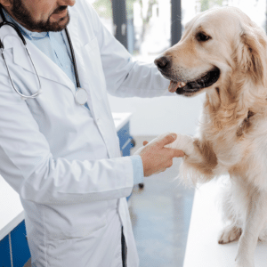 Pet Insights Webinar: Building Year End Strategy From Early Year Trends