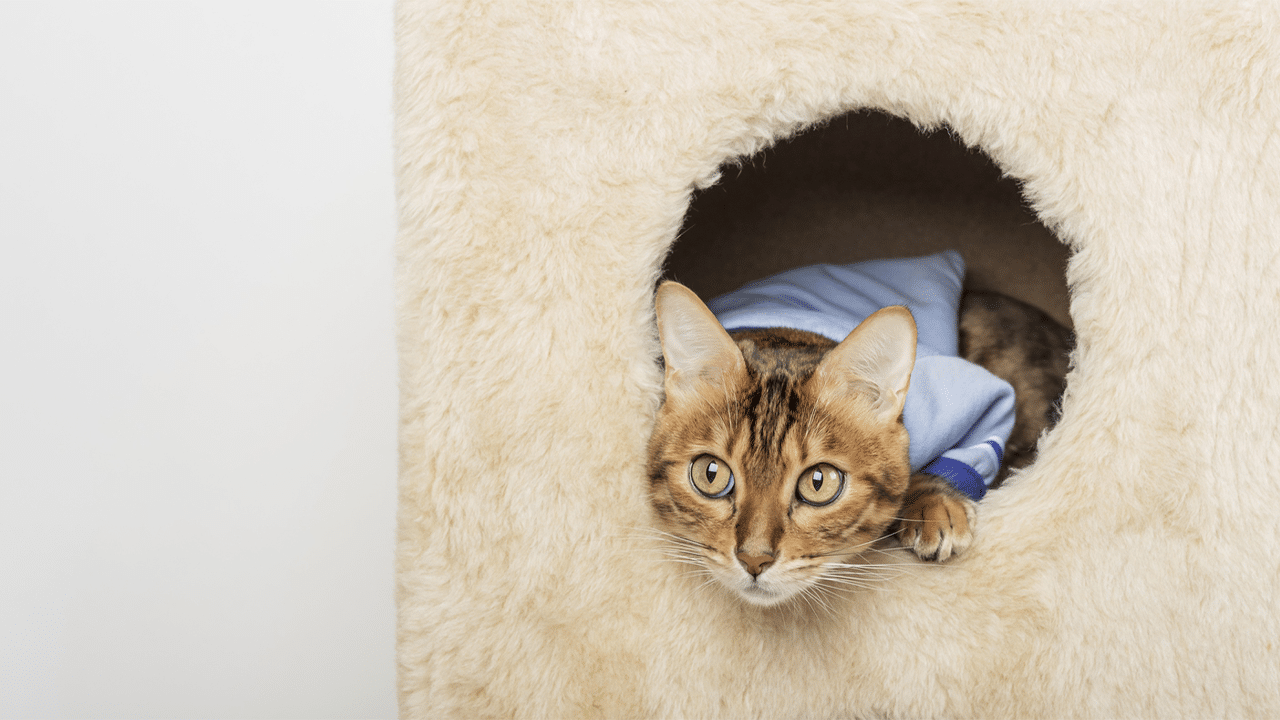 Pet Insight Webinar: Summer Trends & Fourth Quarter Outlook