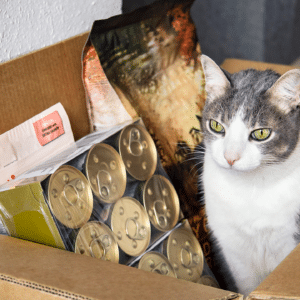Prime Day Insights & Holiday Opportunities: What's Ahead for Pet Brands